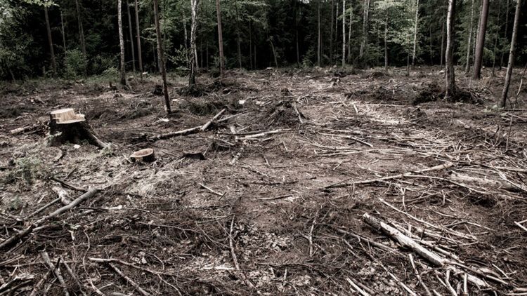 Puszcza_Bialowieska_wycinki