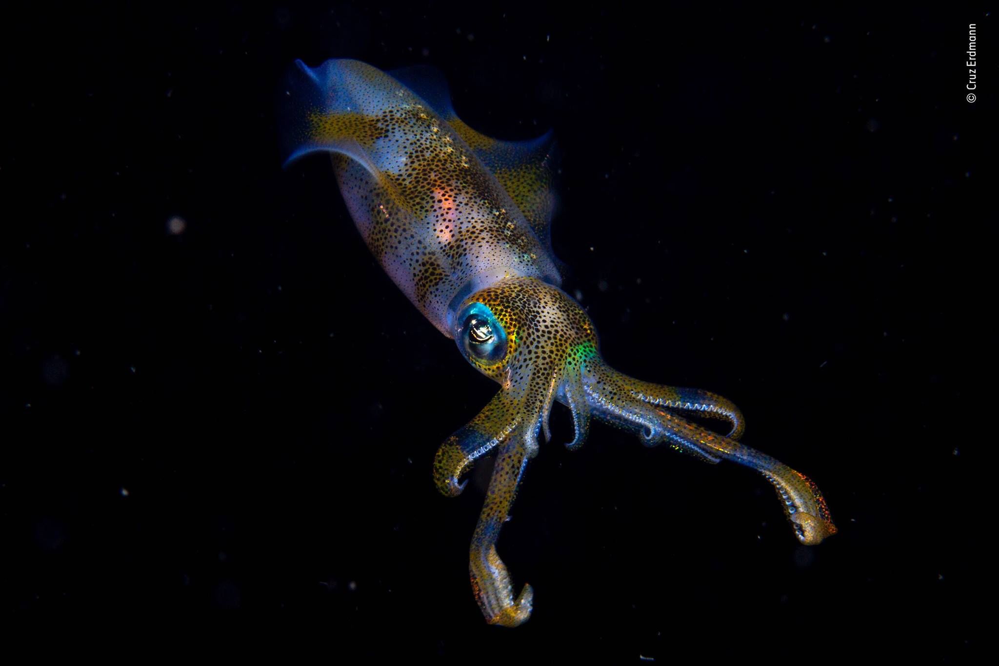 Najlepsze zdjęcia dzikiej przyrody - znamy zwycięzców Wildlife Photographer of the Year 2019 2