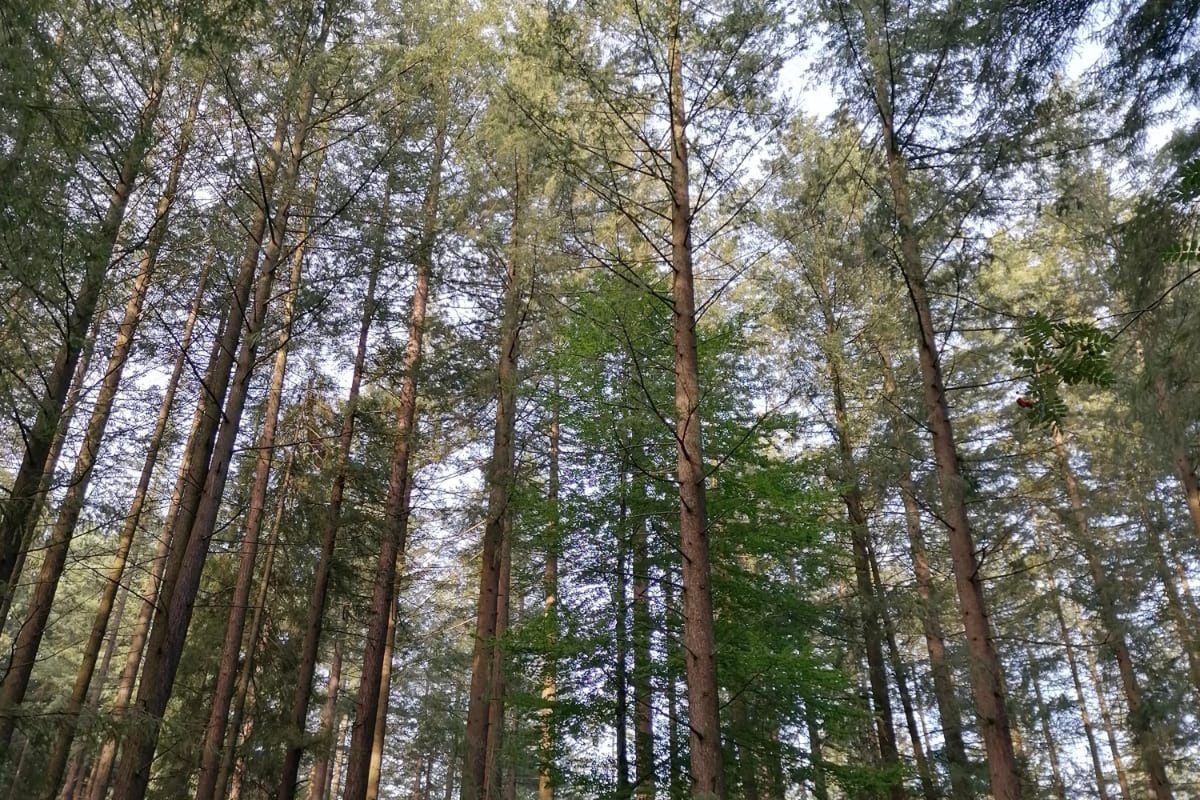 Daglezja może być najwyższym drzewem w Polsce 