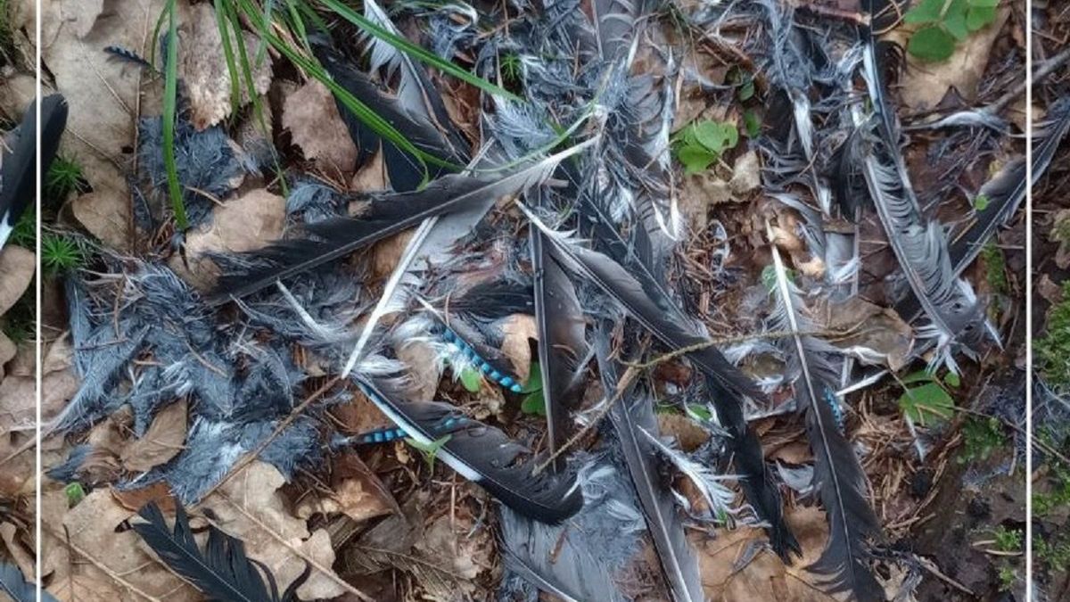 Oskub - często można go spotkać w lesie. 