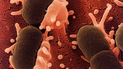 Nauczono bakterie rozwiązywania sudoku! 1