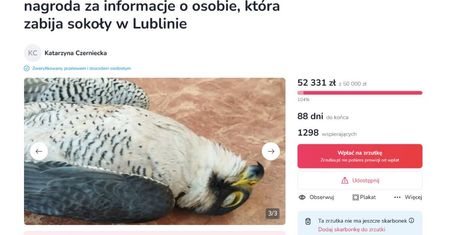 Blisko 1300 wpłat na nagrodę dla osoby, która pomoże ująć sprawcę otrucia sokoła z Lublina. Cel zbiórki został szybko przekroczony