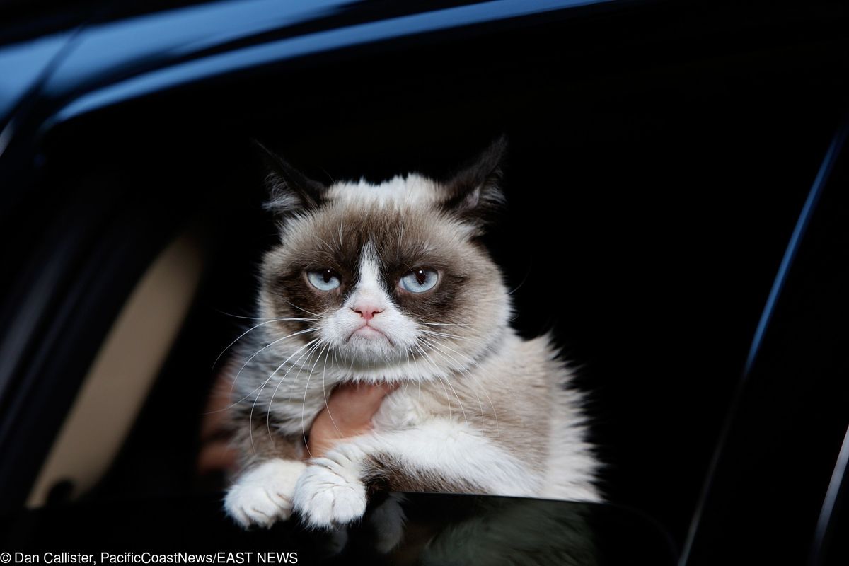 Grumpy Cat nie żyje. Zmarł najpopularniejszy kot na świecie