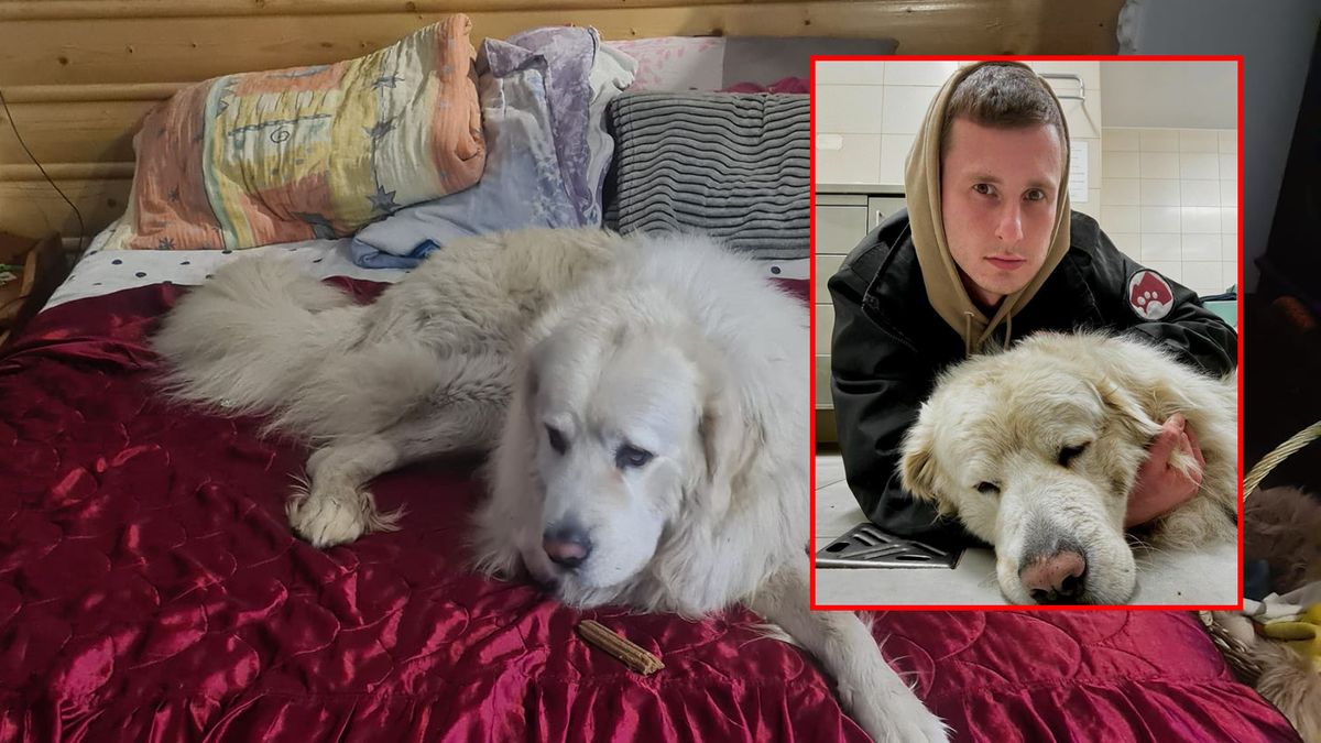 Czy DIOZ przywłaszczył zwierzę? W sprawie jest dwugłos