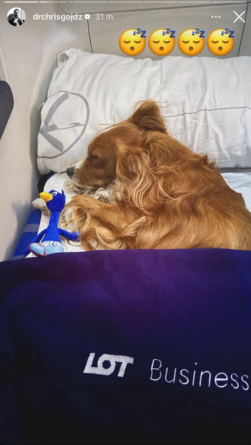 Pies Krzysztofa Gojdzia na pokładzie samolotu