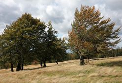 Pogoda. Ostrzeżenia IMGW: Silny wiatr na południu Polski