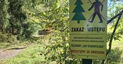 Wierzchlas: Co z rezerwatem cisów? Zakaz wstępu od kilku lat. Czy już zawsze tak będzie?