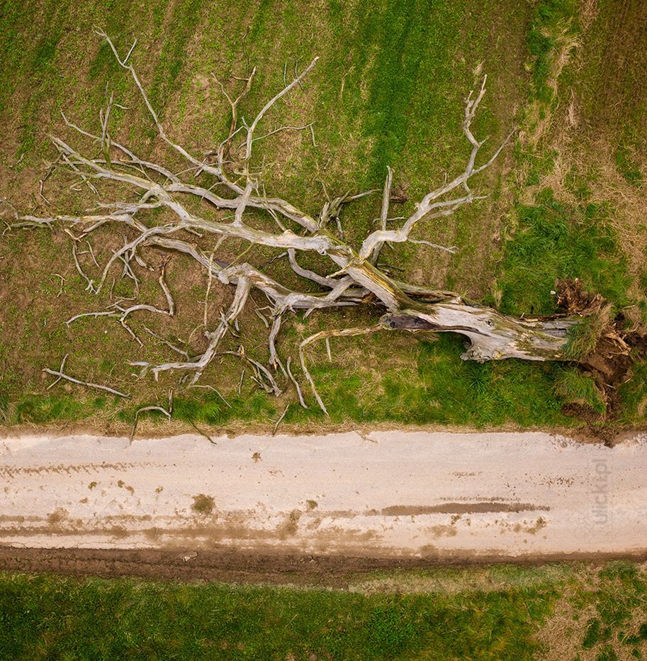 Jan Ulicki sfotografował słynny dąb wiele razy. 1 września zauważył, że drzewo runęło 