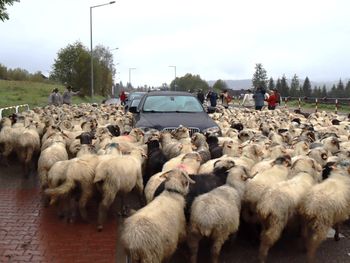Redyk w Zakopanem. Stado owiec w centrum miasta i występy zespołów regionalnych