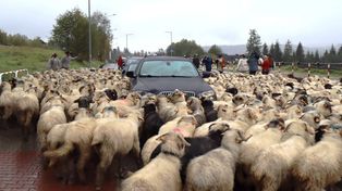 Redyk w Zakopanem. Stado owiec w centrum miasta i występy zespołów regionalnych
