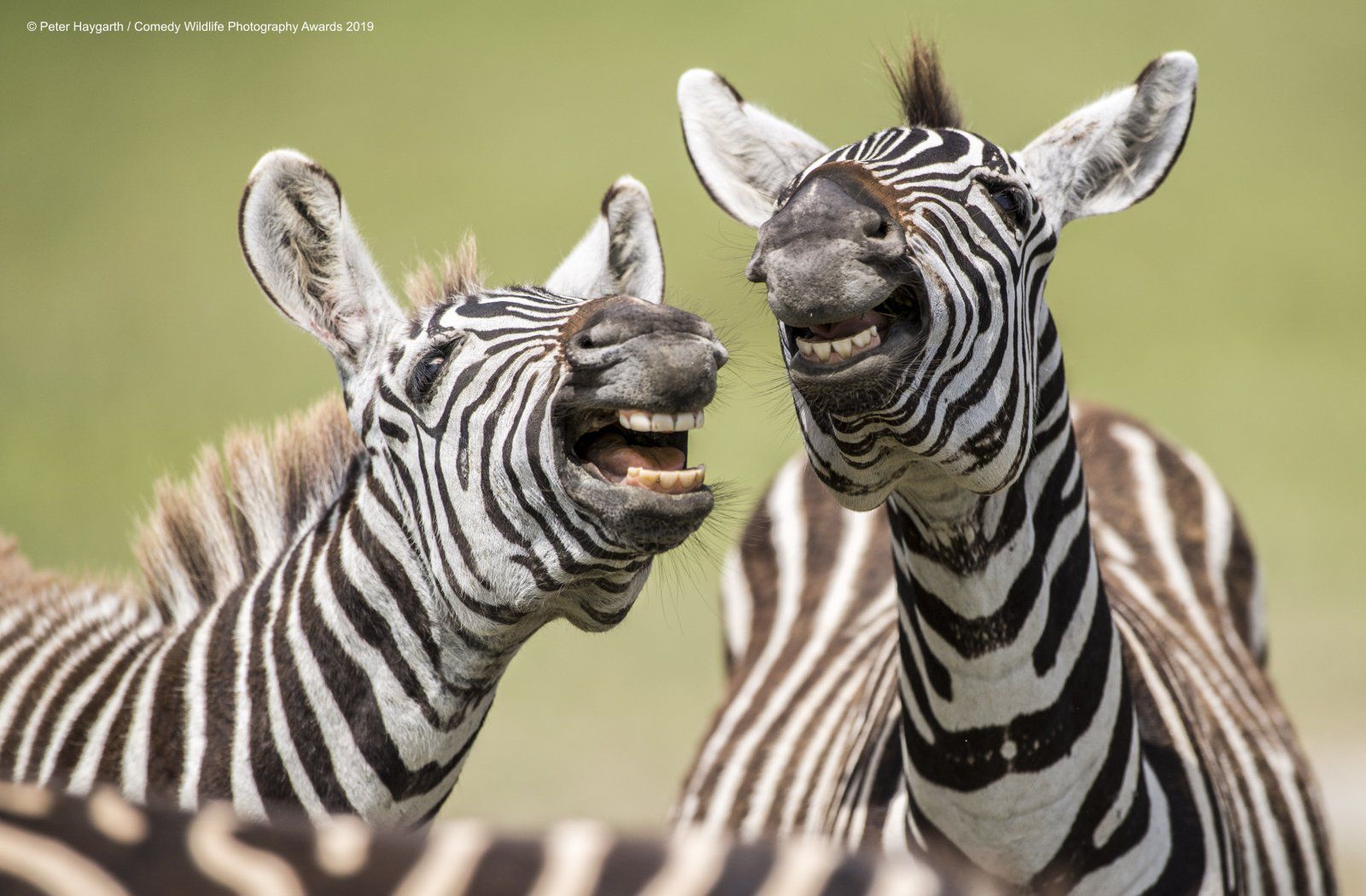 Comedy Wildlife Photography Awards 2019. Finaliści konkursu na najzabawniejsze zdjęcie zwierząt 11