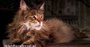 Czy warto mieć kota rasy maine coon?