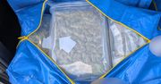 Marihuana za niemal 2 miliony złotych na tylnym siedzeniu. KAS przechwyciła przemyt na A2
