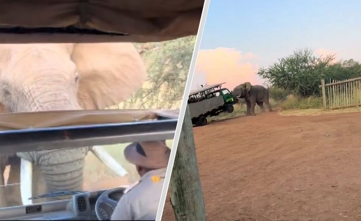 Słoń atakuje auto z turystami