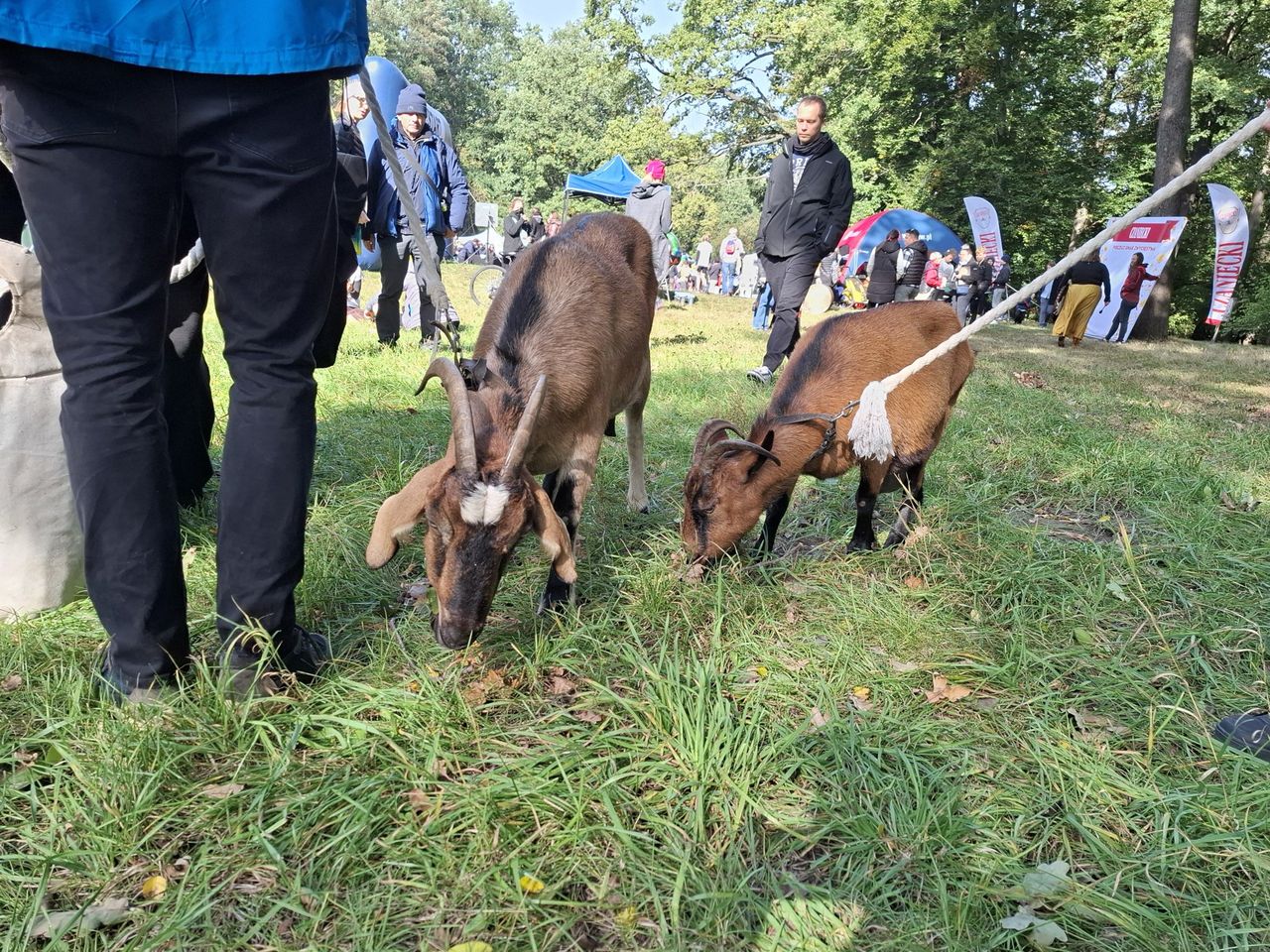 Kraków: Kozy na łąkach, auto dla schroniska, alejka wśród stawów