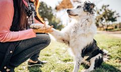 Co powstrzymuje Polaków przed adopcją zwierząt? Mars publikuje nowe badanie i wspólnie z Towarzystwem Opieki nad Zwierzętami w Polsce organizuje Weekend Adopcji