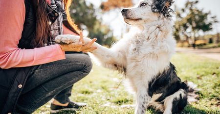 Co powstrzymuje Polaków przed adopcją zwierząt? Mars publikuje nowe badanie i wspólnie z Towarzystwem Opieki nad Zwierzętami w Polsce organizuje Weekend Adopcji