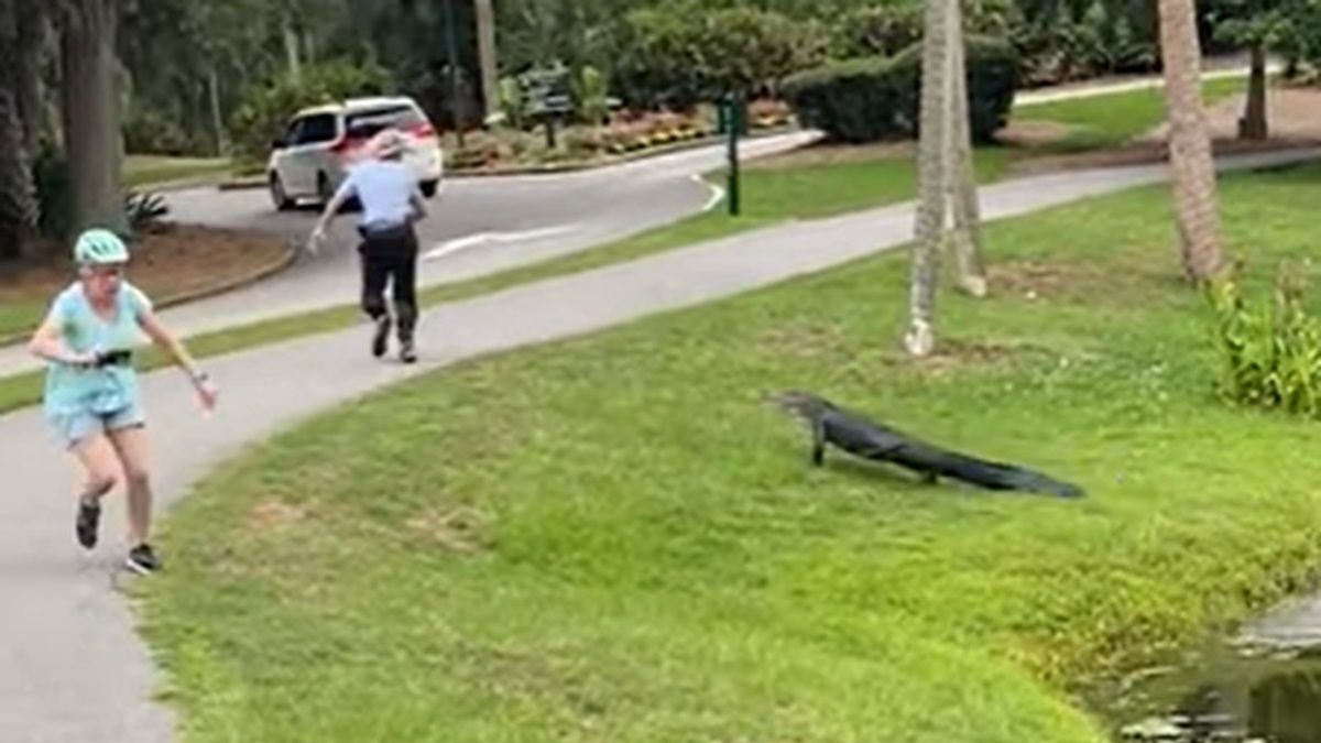 Rybak został zaatakowany przez aligatora. Musiał bieg, żeby uniknąć szczęk niebezpiecznego gada