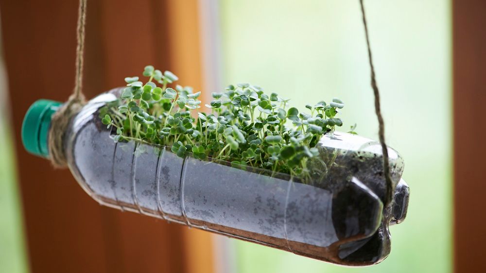 Rzeżucha na Wielkanoc i nie tylko. Pomoże na niestrawność i pasożyty