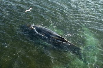 Olbrzym w Bałtyku. Utknął na mieliźnie. Niemcy przekazali wieści