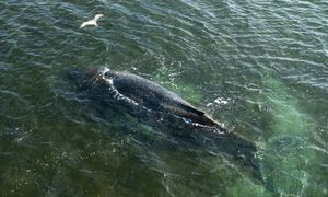 Olbrzym w Bałtyku. Utknął na mieliźnie. Niemcy przekazali wieści