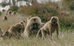 Planete+ HD Gangi zwierząt