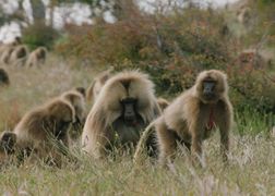 Planete+ HD Gangi zwierząt