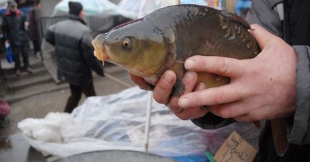 Naukowcy chcą wyhodować bardziej odporne karpie
