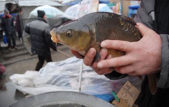 Apelują: Nie kupujcie żywych karpi