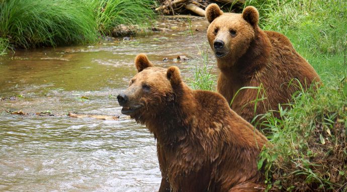 Mój przyjaciel grizzly