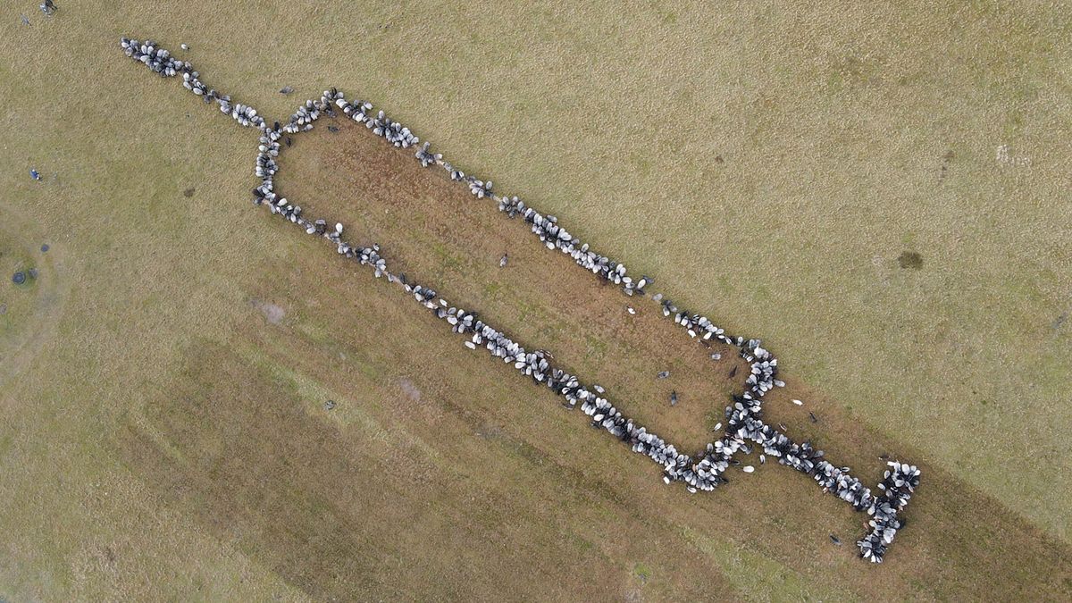 Widać było to tylko z drona. Niemiecki pasterz miał niezły pomysł 1
