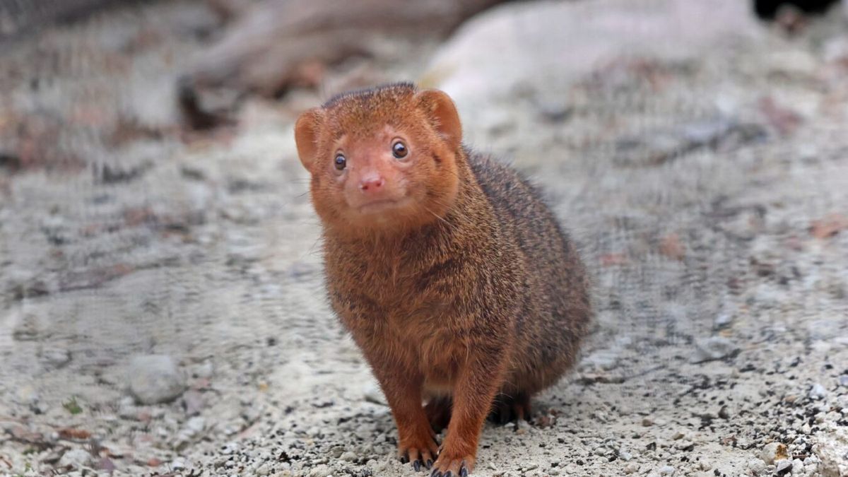 W gdańskim zoo zamieszkały mangusteczki karłowate
