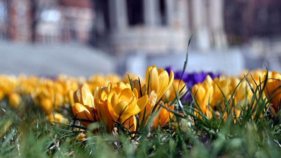 Kwitnące krokusy na Wałach Chrobrego w Szczecinie, 20 bm. w astronomiczny pierwszy dzień wiosny