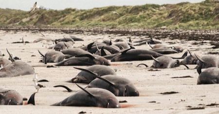 Urzędnicy Nowej Zelandii biją na alarm. 100 martwych delfinów na plaży