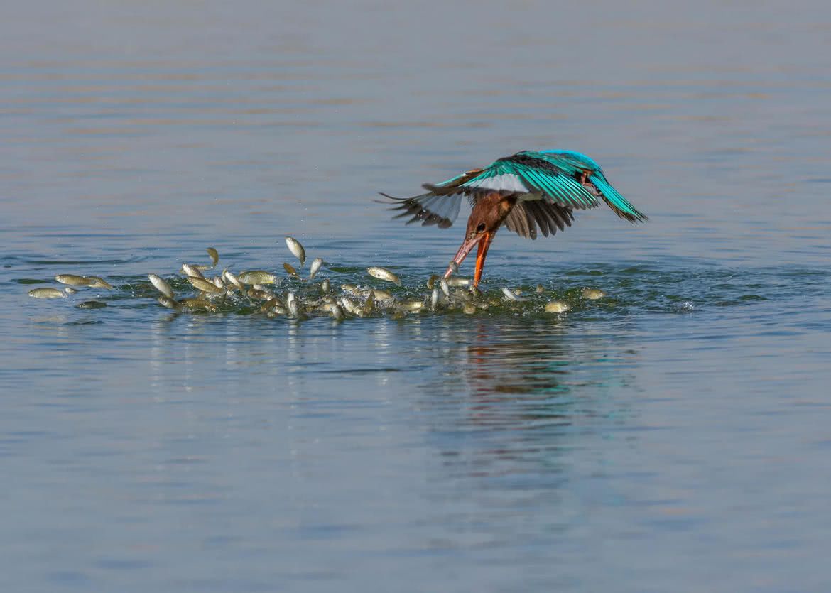 Oto najlepsze zdjęcia ptaków w konkursie Bird Photographer of the Year 2017 10