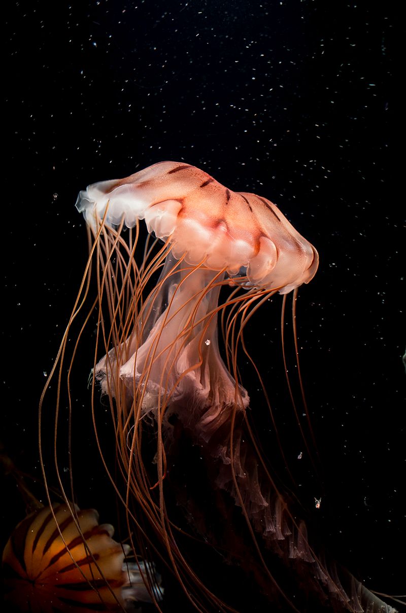 Zobacz najciekawsze z dotychczas zgłoszonych zdjęć w konkursie Sony World Photography Awards 2016 17