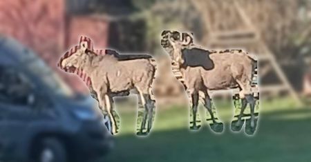 Łosie na Sławinie! Spacerują blisko domów i ruchliwej trasy. Kierowcy, noga z gazu