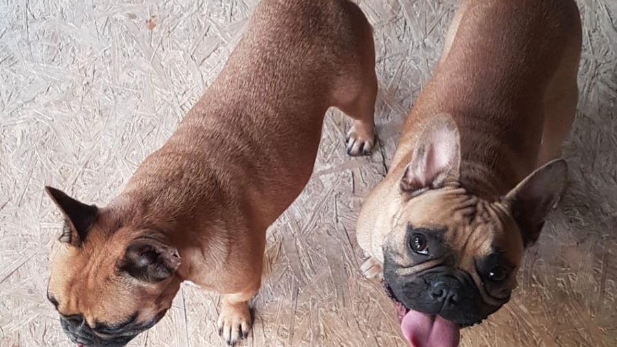 Skradzione z posesji dwa buldogi francuskie