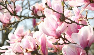 Przycinanie magnolii może się źle skończyć. Wielu popełnia ten błąd
