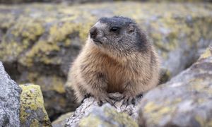 Świstaki budzą się w Tatrach. TPN apeluje do turystów