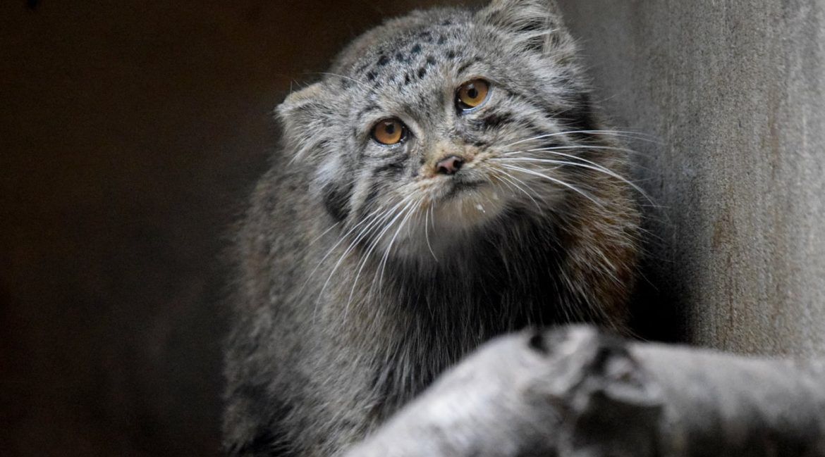 Manul