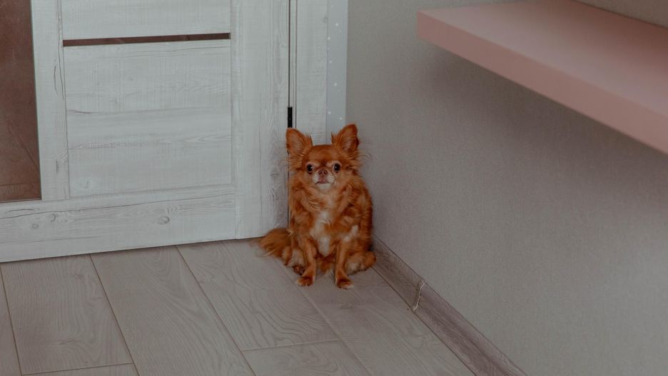 Schowanie się w kącie to sposób na radzenie sobie z sytuacją stresow