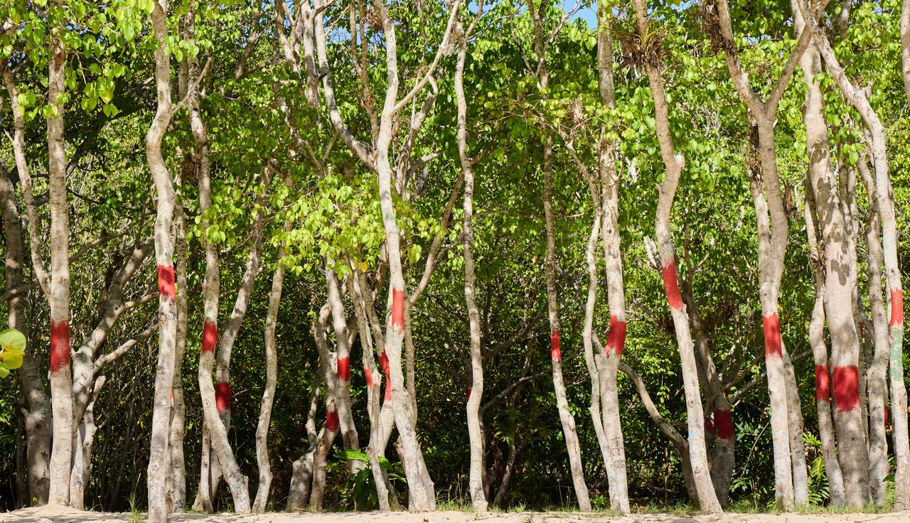 Beware the "tree of death": Nature's lethal protector
