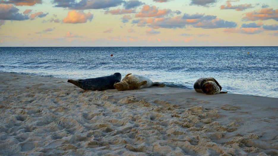 Foki można spotkać na nadbałtyckich plażach 