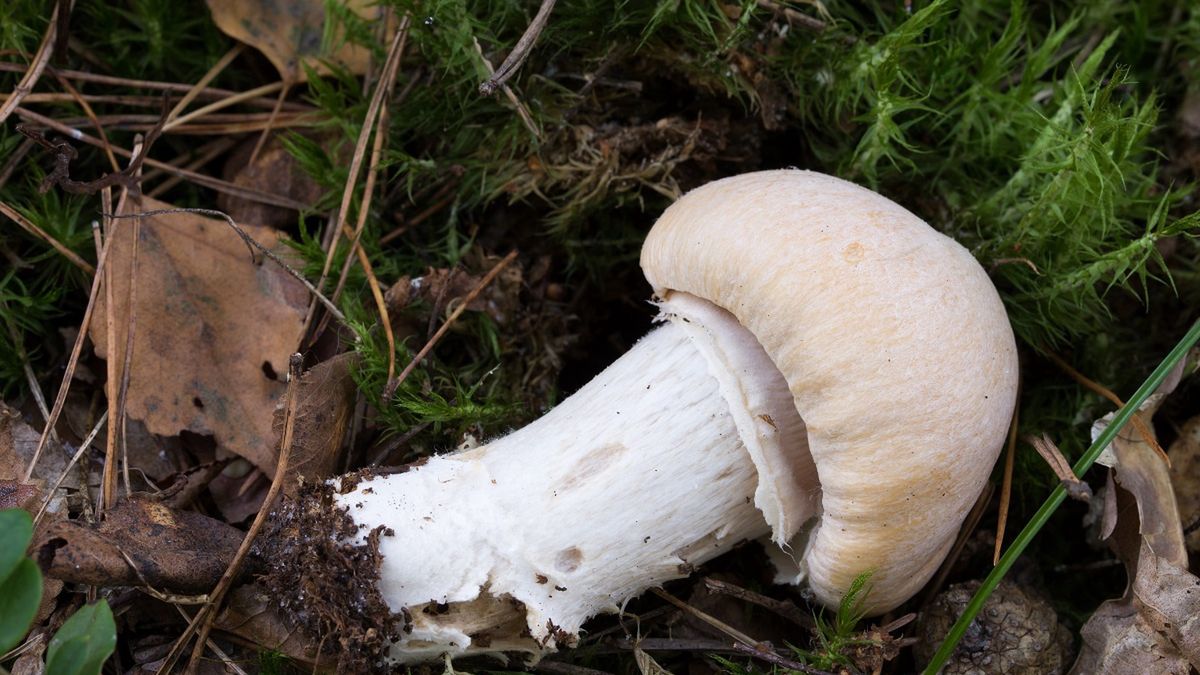 Grzybiarze po nich depczą, zamiast zbierać.