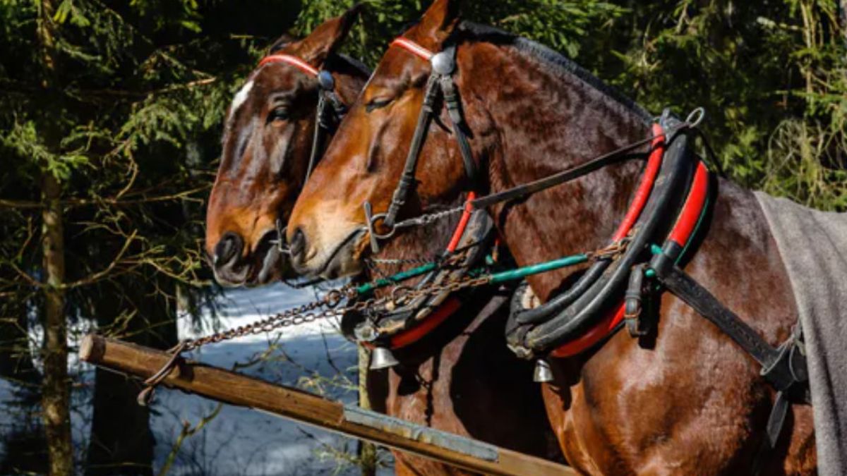 Konie z Morskiego Oka przebadane