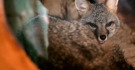 USA. Wściekły szary lis zaatakował kilka osób