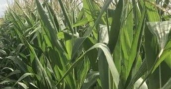 Optymistyczne prognozy dla producentów kukurydzy ziarnowej