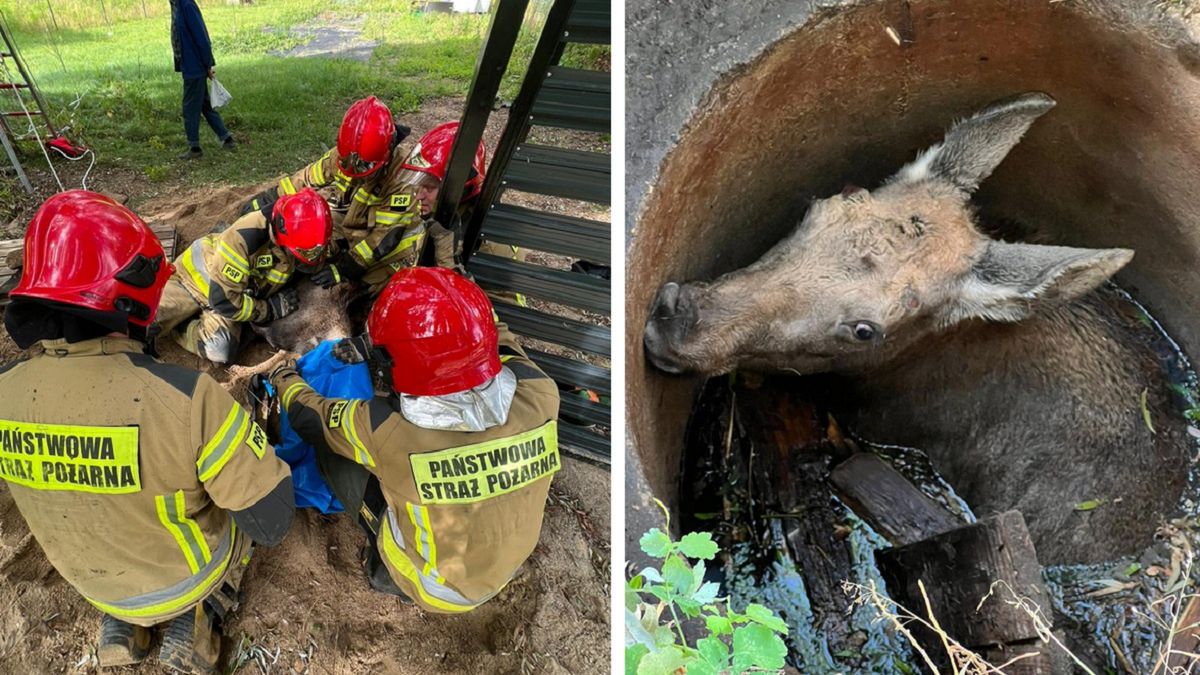 Łoś wpadł do studni. Straż pożarna w akcji