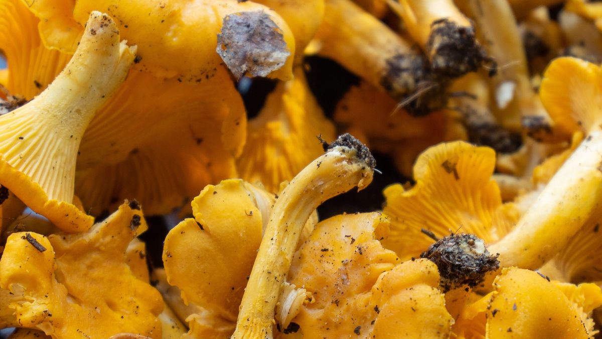 kurki, grzyby, grzyby kurki, chanterelle, mushrooms, makaron, kurak, przepyszny, smażone, lunch, jarzyna, donica, zdrowa, sos, taj, ryz, smaczny, knajpa, gotowane, swiezy, delikatesowy